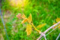 Young grape vine with bunch of grapes close-up on a blurred background Royalty Free Stock Photo