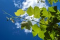 A young grape vine with grapes ovary in sunshine against the blue sky Royalty Free Stock Photo