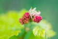 Young grape vine and leaves of grapes in the spring