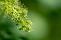 Young grape vine and leaves of grapes in the spring