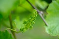 Young grape vine and leaves of grapes in the spring