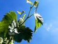 Young grape vine with small green grapes on blue sky background. Buds, fruit. Bottom view. Close-up. Copy space