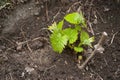 Young grape vines in the soil