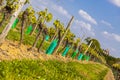 Young grape vines in a vineyard