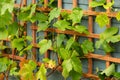young Grape vines on a wooden trellis structure in garden Royalty Free Stock Photo