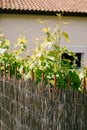 Young grapes grow because of bamboo fence in the background of a house with tiles Royalty Free Stock Photo