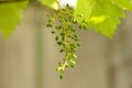 Young grapes growing on a branch in the garden