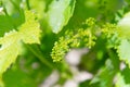 Young grapes in vine yard