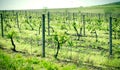 Young grapevine in spring, it grows very well