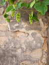 Young grapevine on the wall