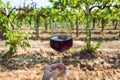 Young grapevine and wine glass in hand of farmer. Tasting at sunny day in green vineyard area Royalty Free Stock Photo