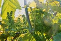 Young grapevine in wineyard. Close-up of grapevine. Wineyard at spring. Sun flare. Vineyard landscape. Vineyard rows a