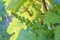 Young grapevine in wineyard. Close-up of grapevine. Wineyard at spring. Sun flare. Vineyard landscape. Vineyard rows a