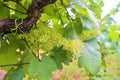 Young grapevine in wineyard. Close-up of grapevine. Wineyard at spring. Sun flare. Vineyard landscape. Vineyard rows at