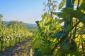 Young grapevine in wineyard. Close-up of grapevine. Wineyard at spring. Sun flare. Vineyard landscape. Vineyard rows a