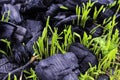 Young grass with drops of dew, or drops after rain, sprouts through the coals that remained after a forest fire, photographed from