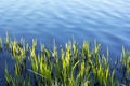 Young grass grows in the lake on a sunny spring day Royalty Free Stock Photo