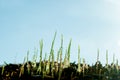 Young grass grows after rain and drops of water and clear blue sky Royalty Free Stock Photo