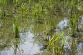 Young grass and lake close-up. Royalty Free Stock Photo