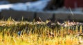 Young grass in spring on a sunny day