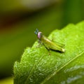 Young Grasshopper closeup