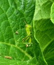 young grasshopper on a green leaf Royalty Free Stock Photo