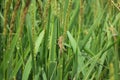 Grasshopper and rice grasshopper the rice stalks green background