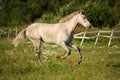 Young gray andalusian spanish horse galloping free