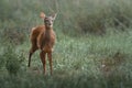 Young Gray Brocket (Mazama gouazoubira)