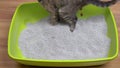 A young gray cat is in a green litter box on the floor and poops into it.