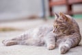 The young gray cat lies on the concrete Royalty Free Stock Photo