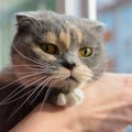 Young gray cat looking at camera, Women hand scratch the chin of a cat. Royalty Free Stock Photo