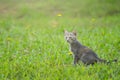 Young gray cat play on green grass close up Royalty Free Stock Photo