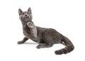 Playful Young Grey Cat Raising Paw to Bat Royalty Free Stock Photo
