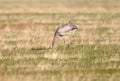 Young gray crane grazing Royalty Free Stock Photo
