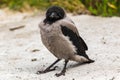 A young gray crow stands in the sand. Close-up.