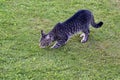 Young gray domestic tabby cat walking on green grass Royalty Free Stock Photo
