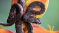 gray eyelash viper on orange plant