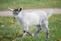 Young gray goat