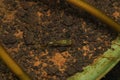 A young gray guppy fish, scientifically known as Poecilia reticulata, swims gracefully in a pond.