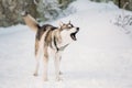 Young Gray Husky Dog Barking Outdoor In Snow. Winter