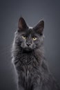 young gray maine coon cat portrait