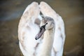 Young gray mute swan Cygnus olor bird in the water Royalty Free Stock Photo