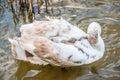 Young gray mute swan Cygnus olor bird in the water Royalty Free Stock Photo