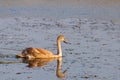 Young gray mute swan or Cygnus olor swimming on the water Royalty Free Stock Photo