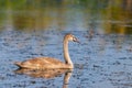 Young gray mute swan or Cygnus olor swimming on the water Royalty Free Stock Photo