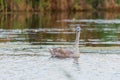 Young gray mute swan or Cygnus olor swimming on the water Royalty Free Stock Photo