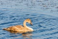 Young gray mute swan or Cygnus olor swimming on the water Royalty Free Stock Photo