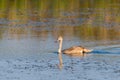 Young gray mute swan or Cygnus olor swimming on the water Royalty Free Stock Photo