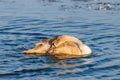 Young gray mute swan or Cygnus olor swimming on the water Royalty Free Stock Photo